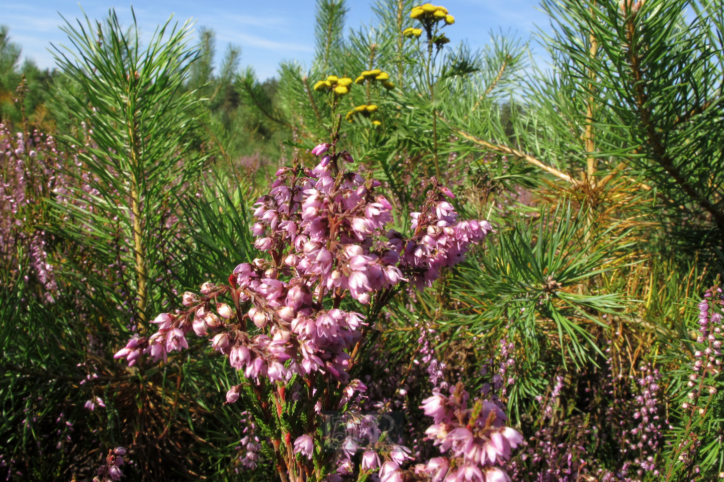 bowoe_heide_05