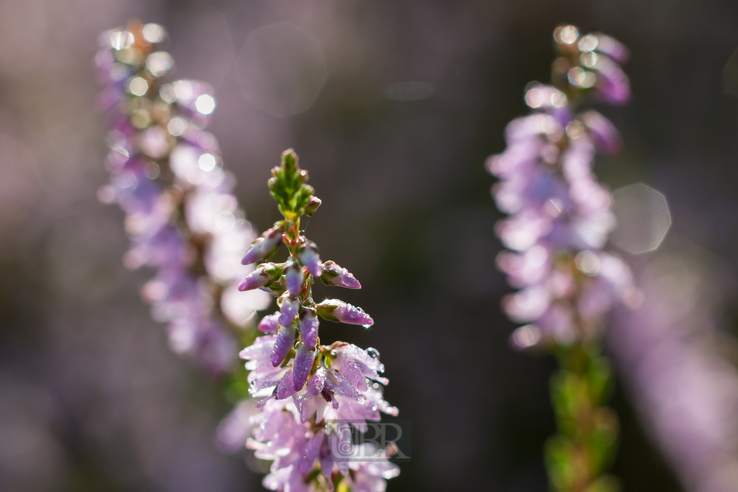 heide_blueten_august_01