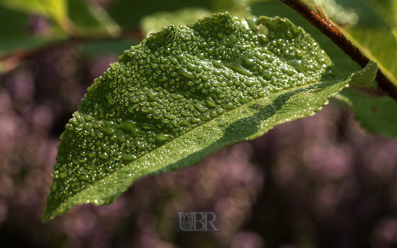 heide_corellkirsche_2