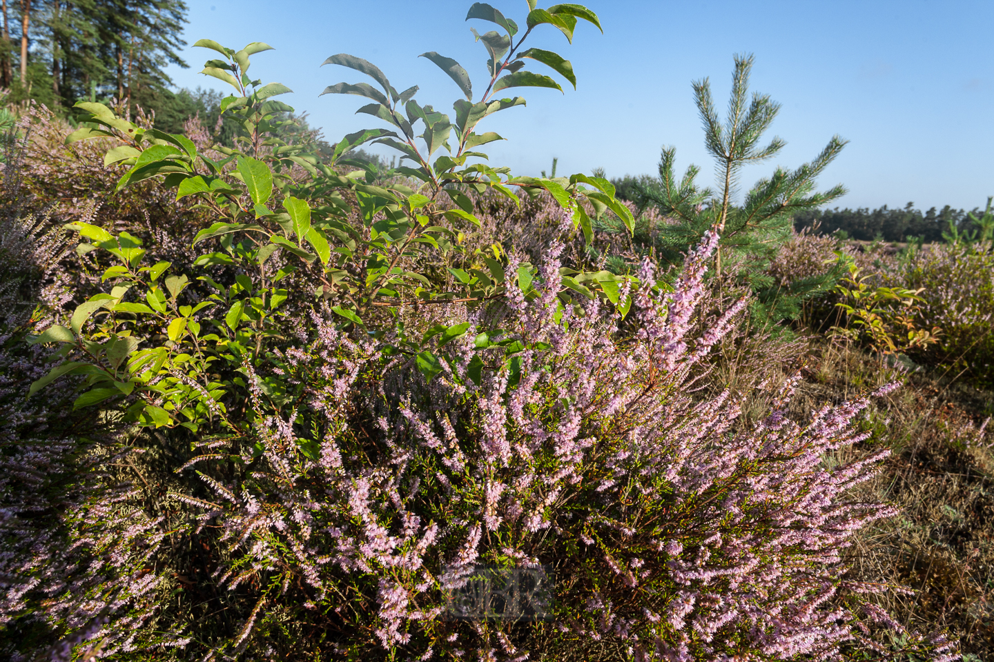 heide_im_sommer_02