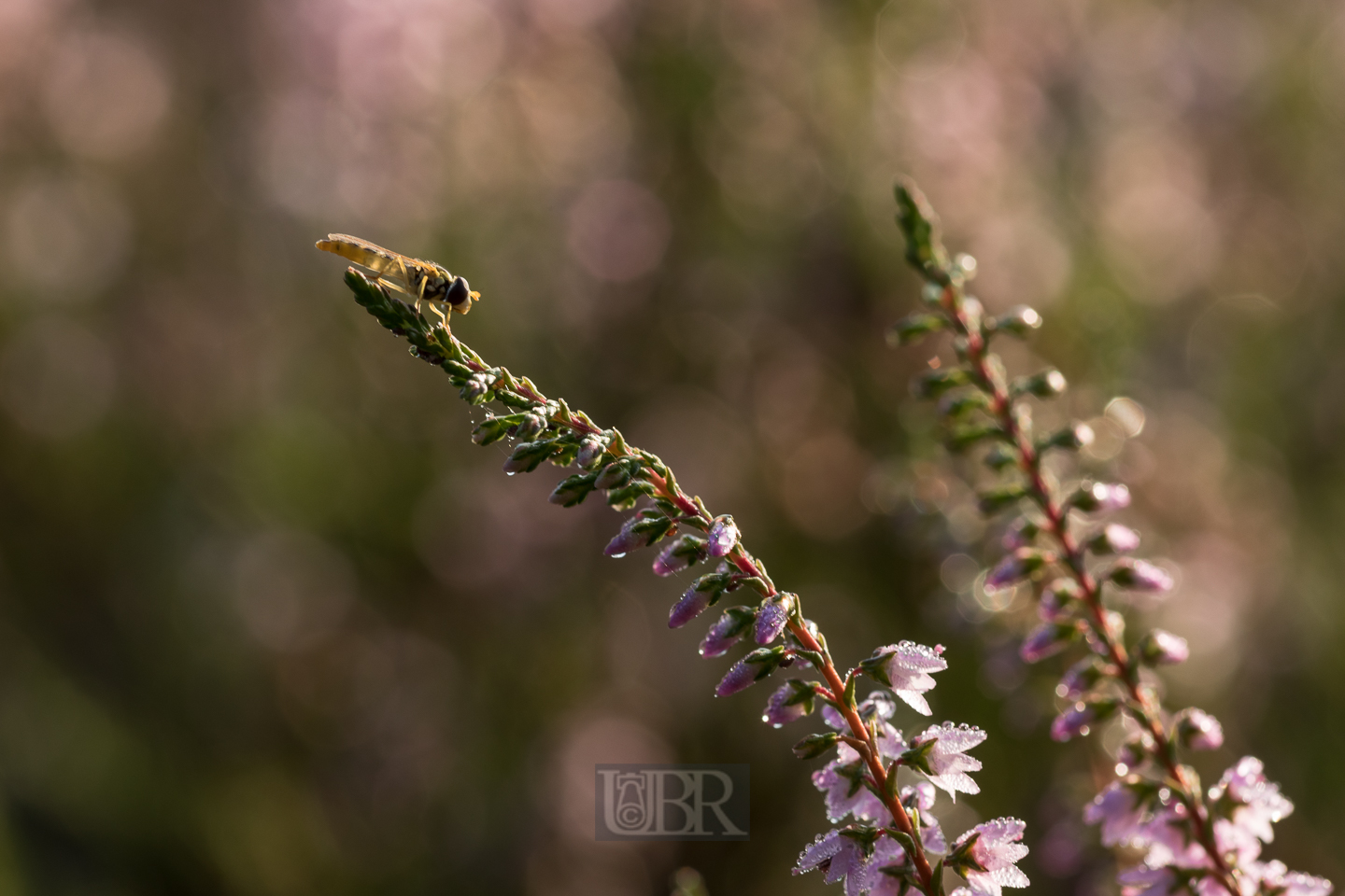 heide_letzte_blueten_2