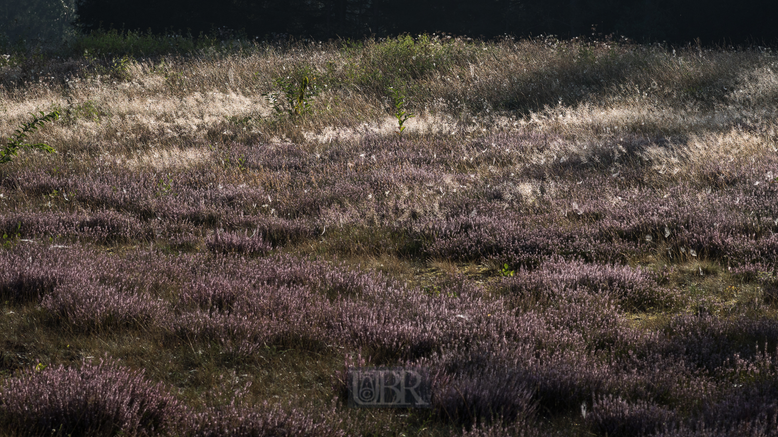 heide_morgen_licht