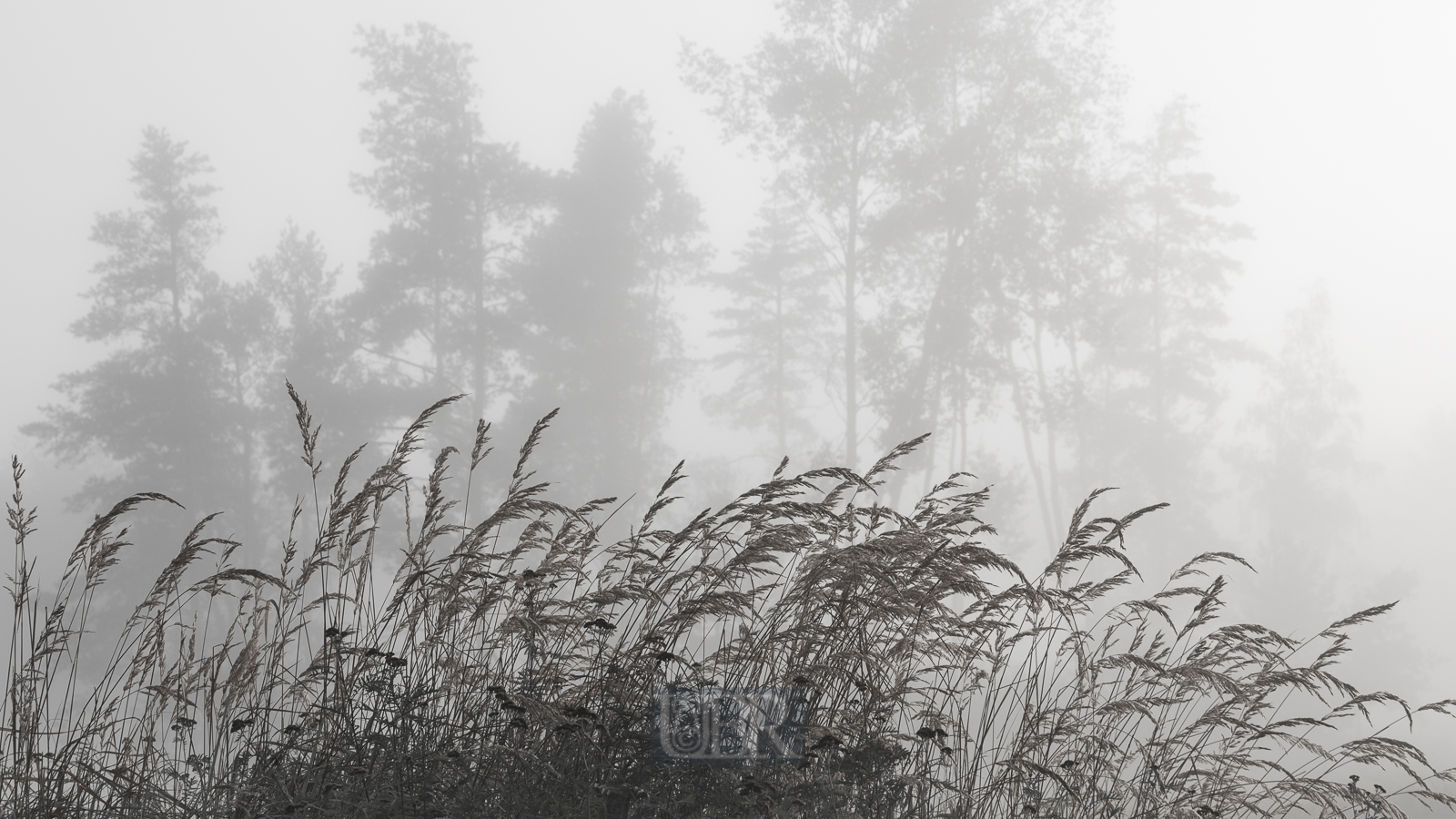 heide_morgen_nebel_2024