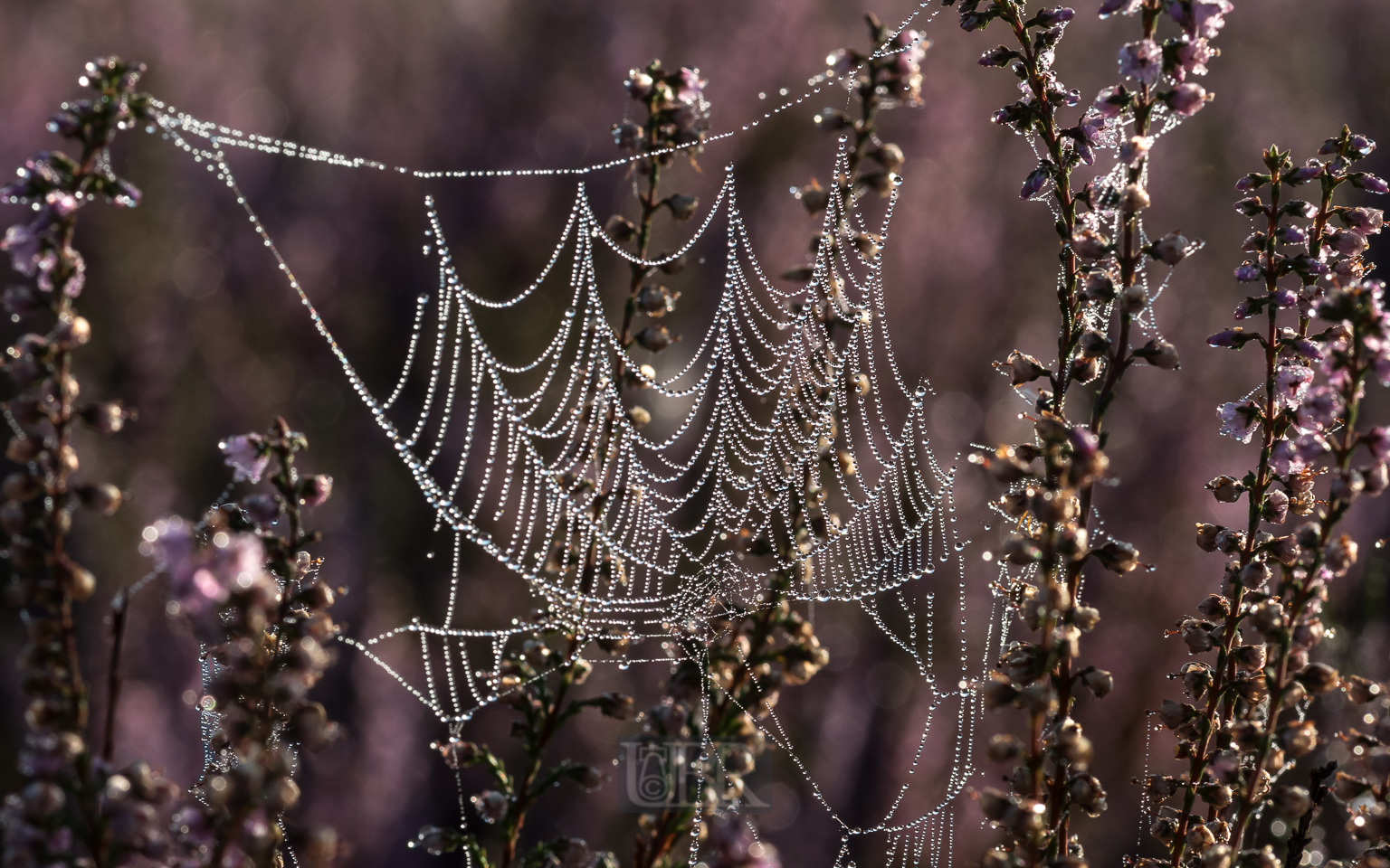 heide_spinnen_netze_2