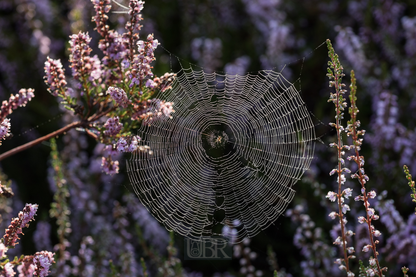 heide_spinnen_netze_3
