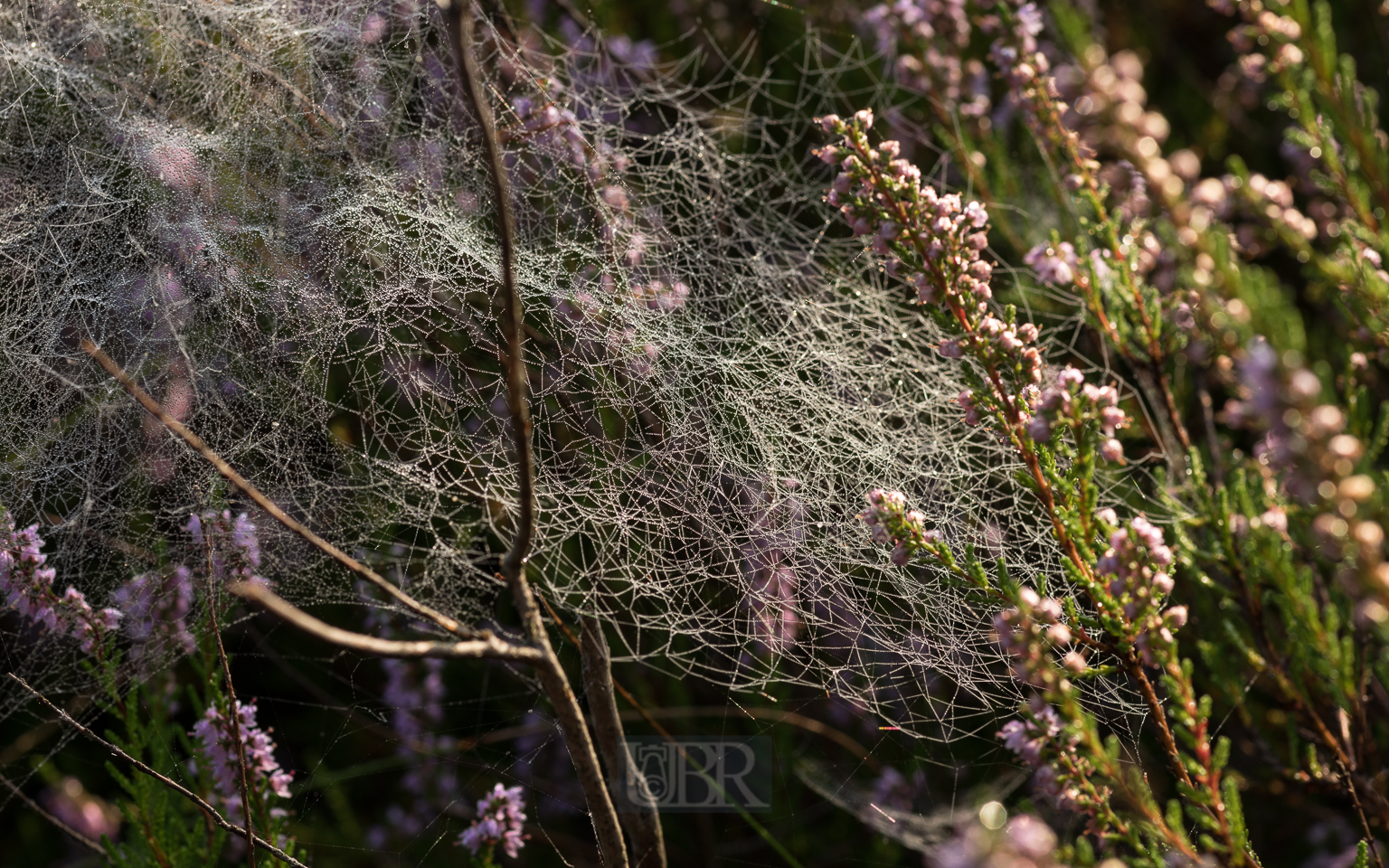 heide_spinnen_netze_5