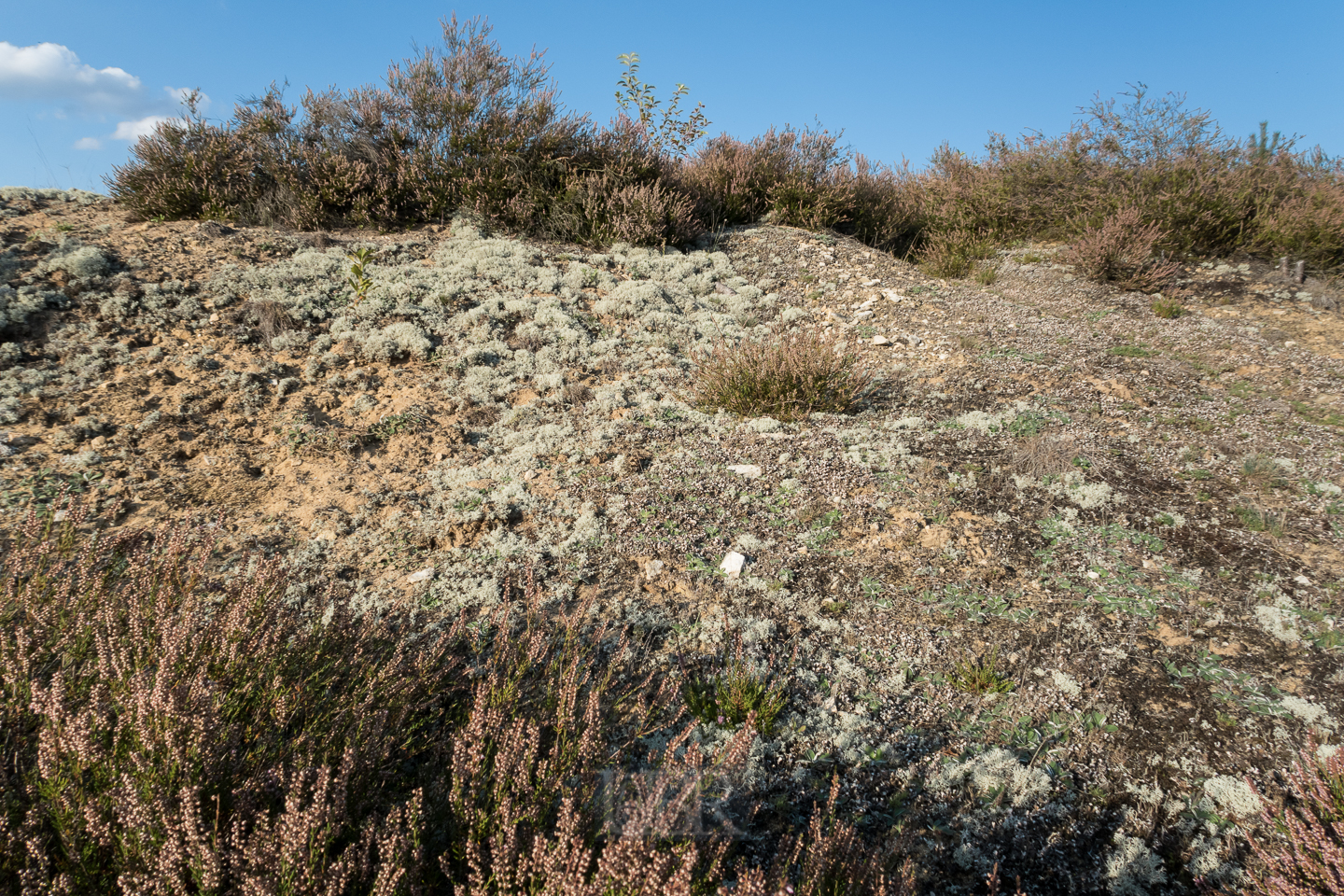 heidelandschaft_spaetsommer_2019_02