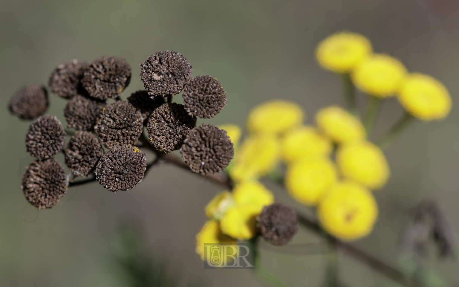 rainfarn_blueten_01