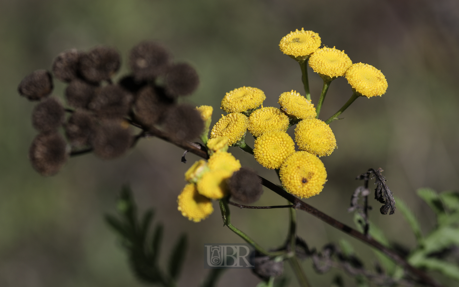 rainfarn_blueten_02