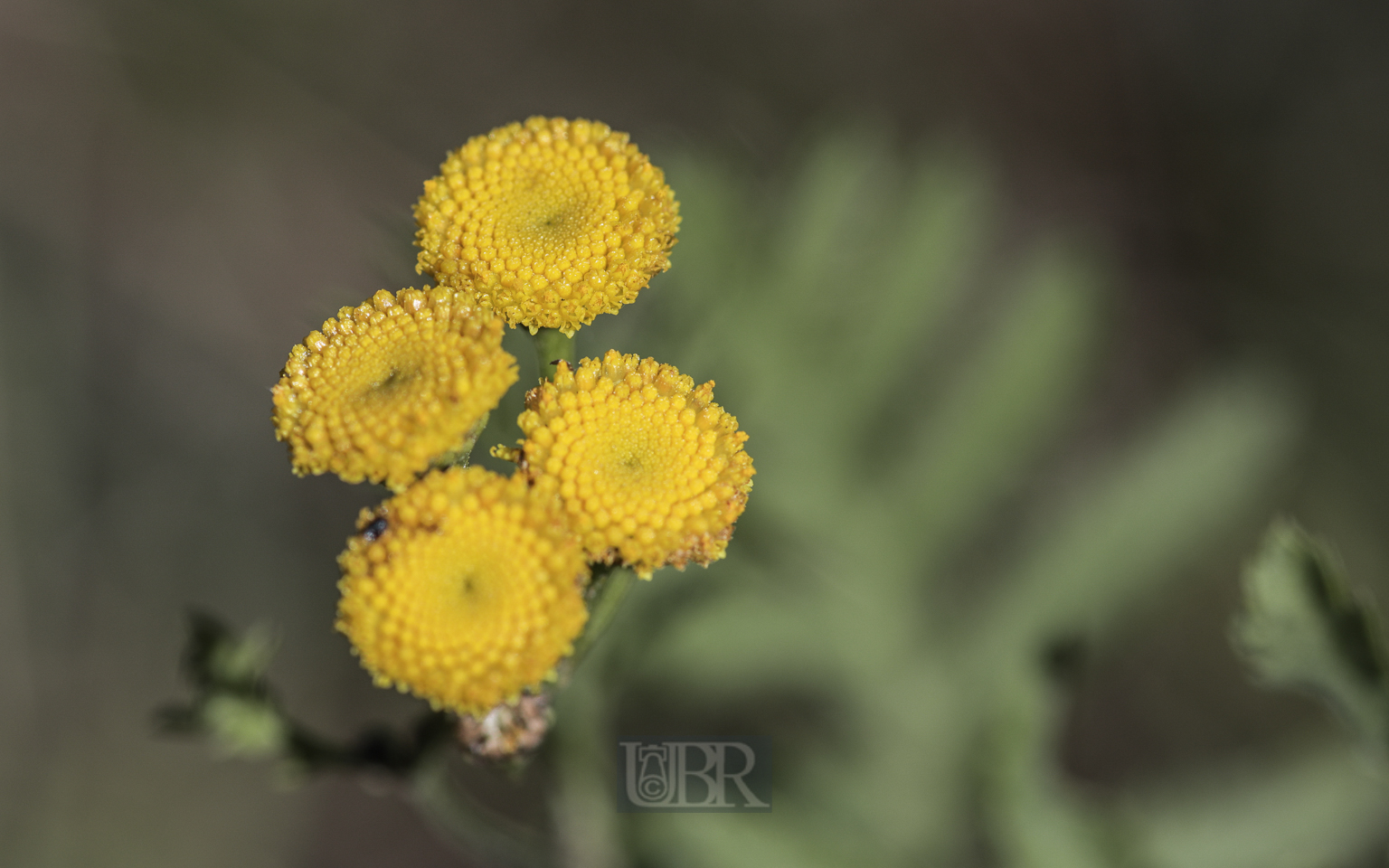 rainfarn_blueten_03