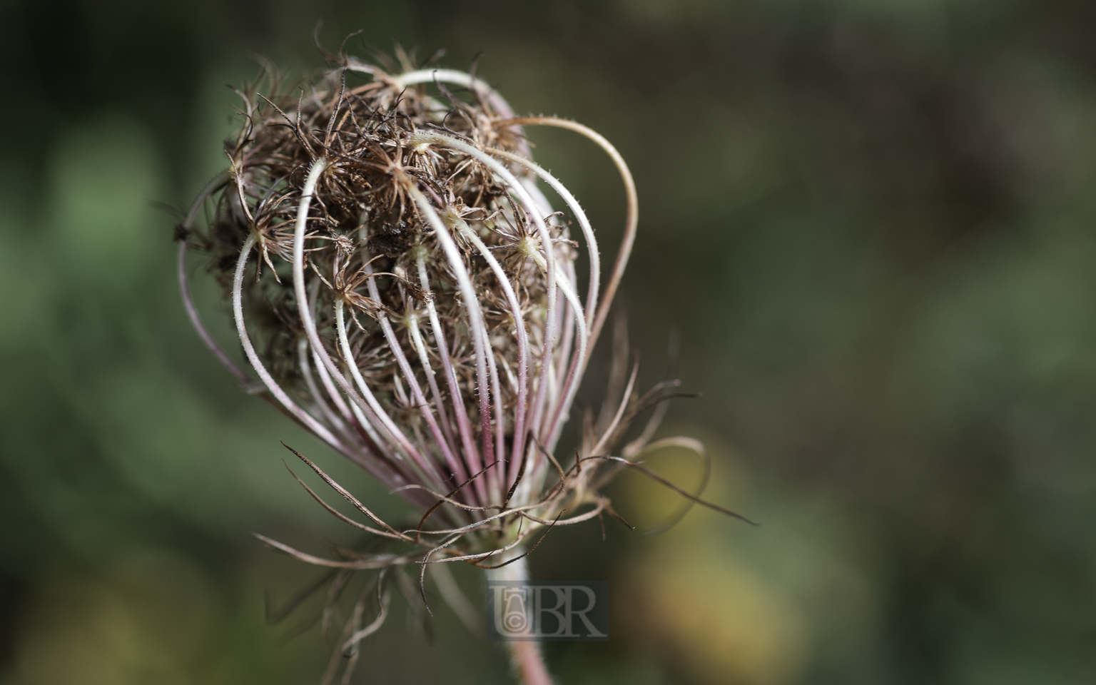 wilde_moehre_fruchtdolde