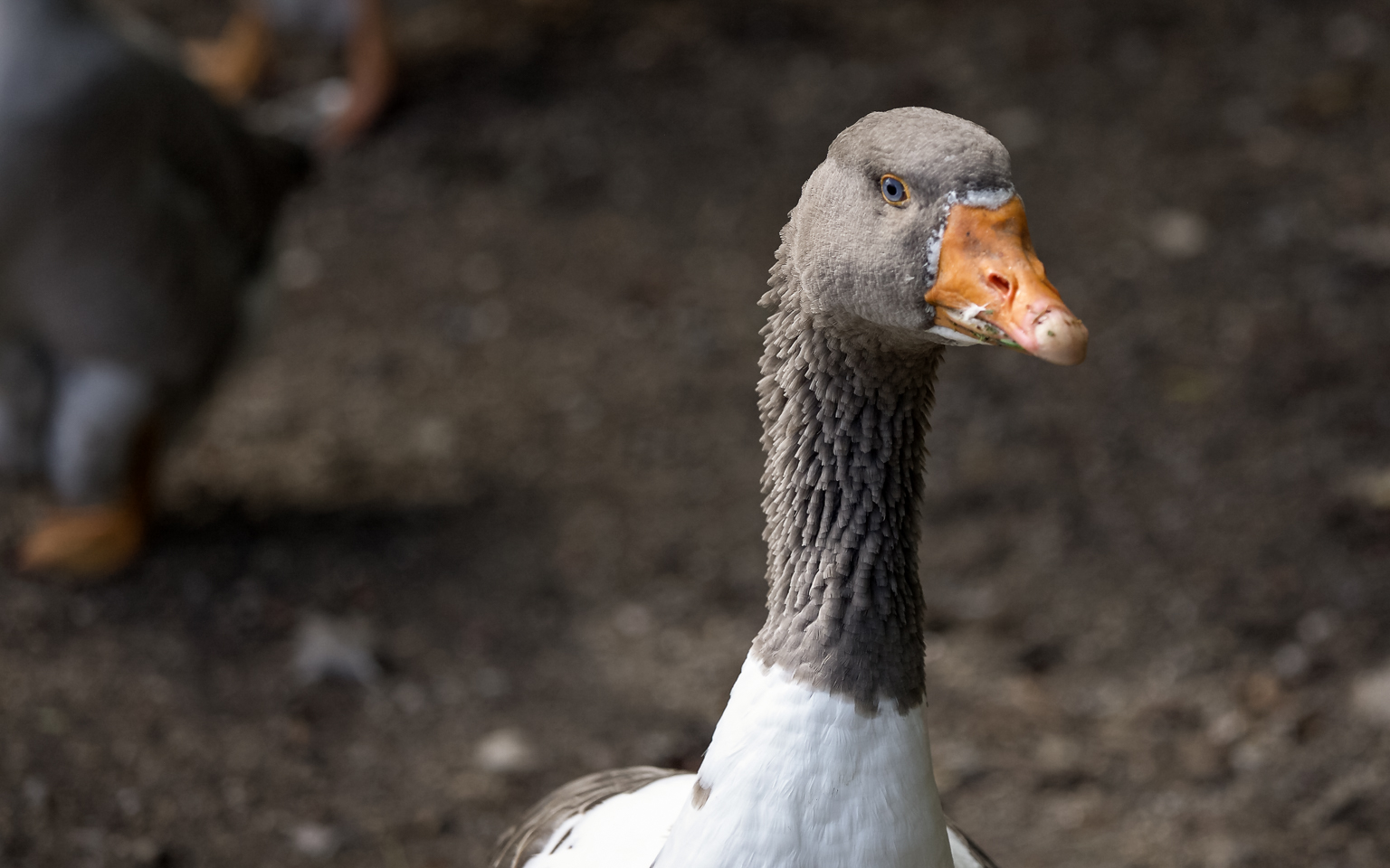 Teublitz - Naturpark Höllohe