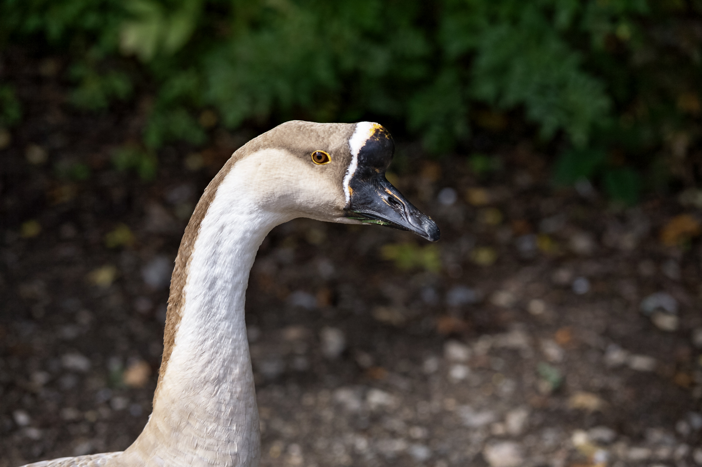 Teublitz - Naturpark Höllohe