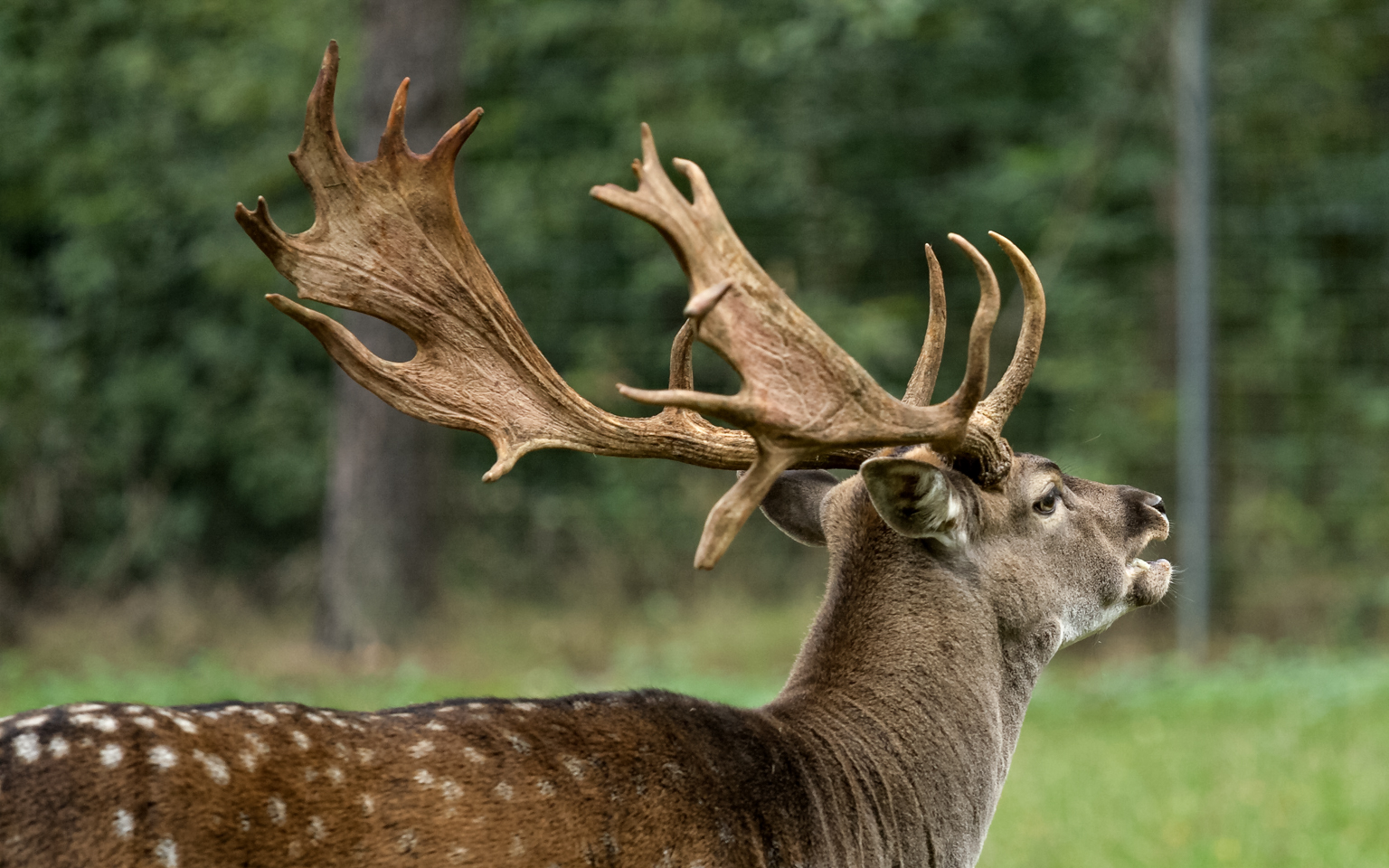 Teublitz - Naturpark Höllohe
