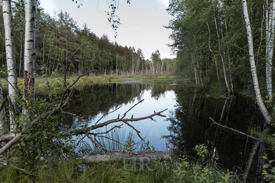 Schilfzone des Sattelbogenweihers