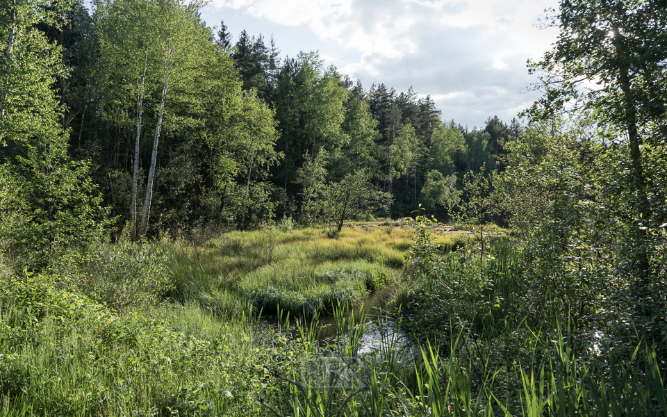 Im 'grünen Juni' am Sattelbogenweiher nahe Bodenwöhr