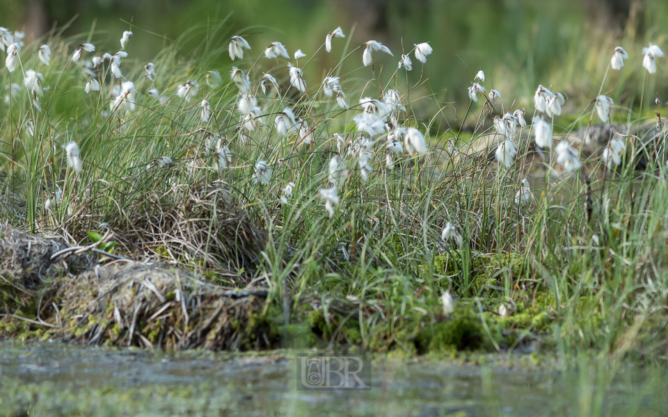 Im 'grünen Juni' am Sattelbogenweiher nahe Bodenwöhr