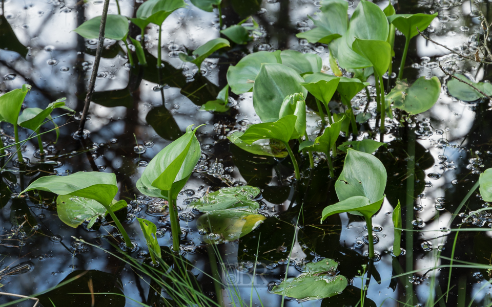 Im 'grünen Juni' am Sattelbogenweiher nahe Bodenwöhr