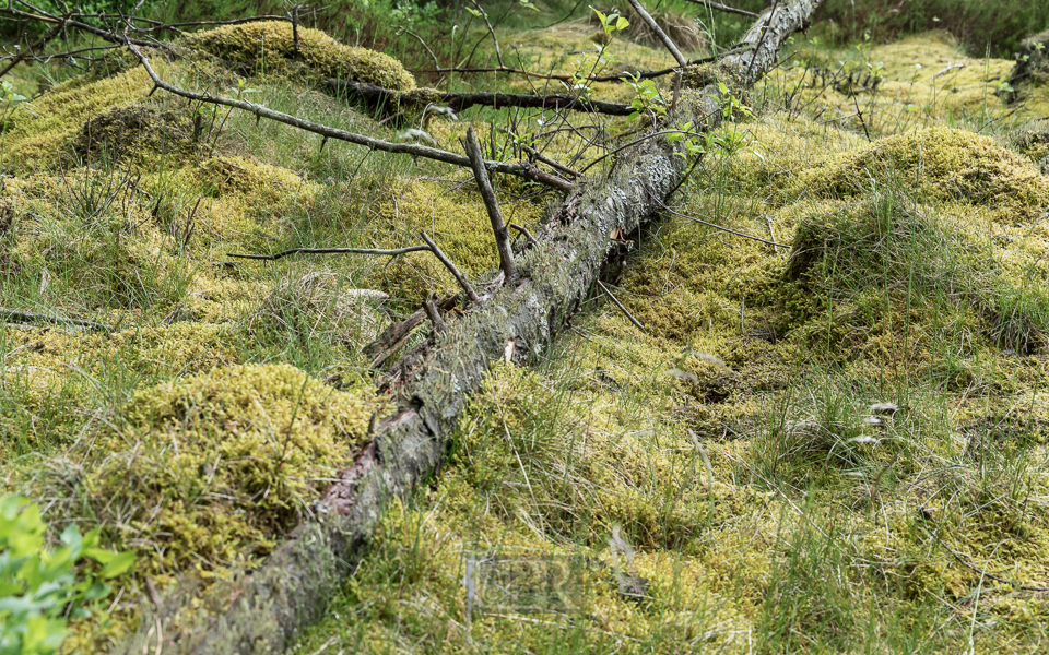 Bäume Beeren Moose und Flechten am Sattelbogenweiher