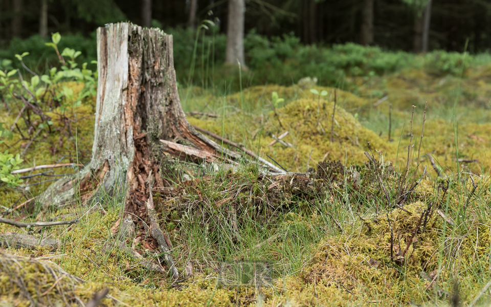 Bäume Beeren Moose und Flechten am Sattelbogenweiher