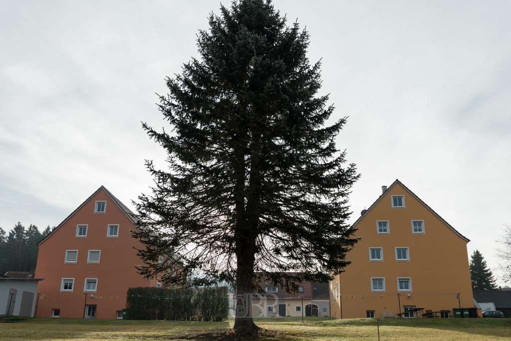 2019 - 2 Häuser 1 Baum