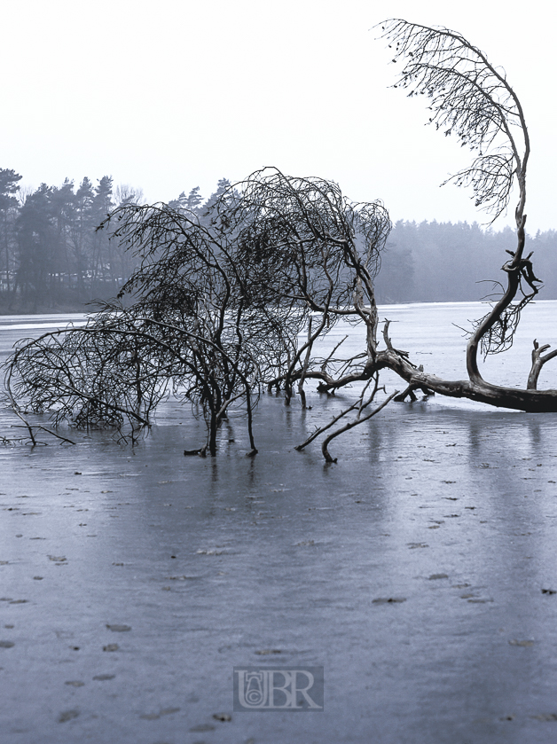 01_baum_im_eis