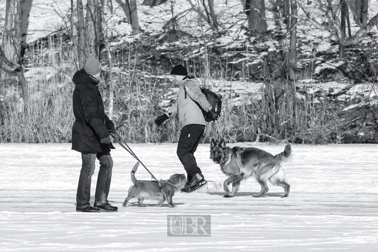hammersee_gefroren_2012_11