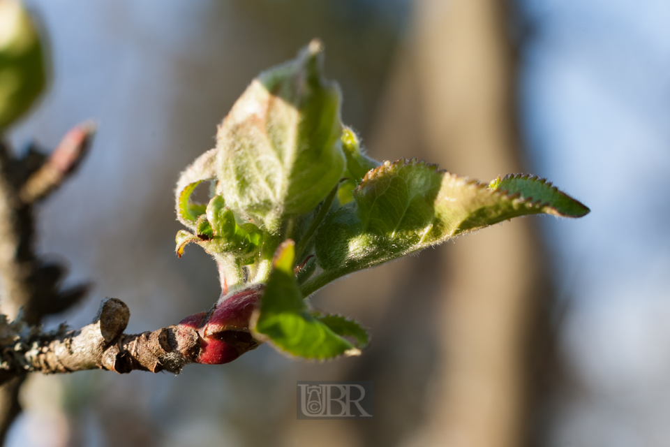 Im April - Apfel schlägt aus