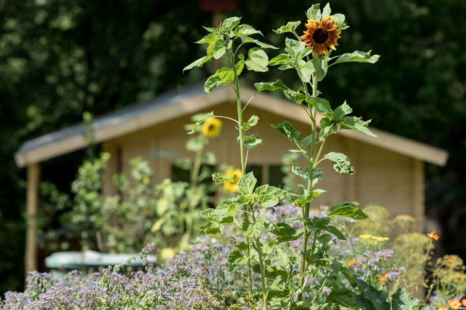 Sonnenblumen mit neuem Gartenhaus