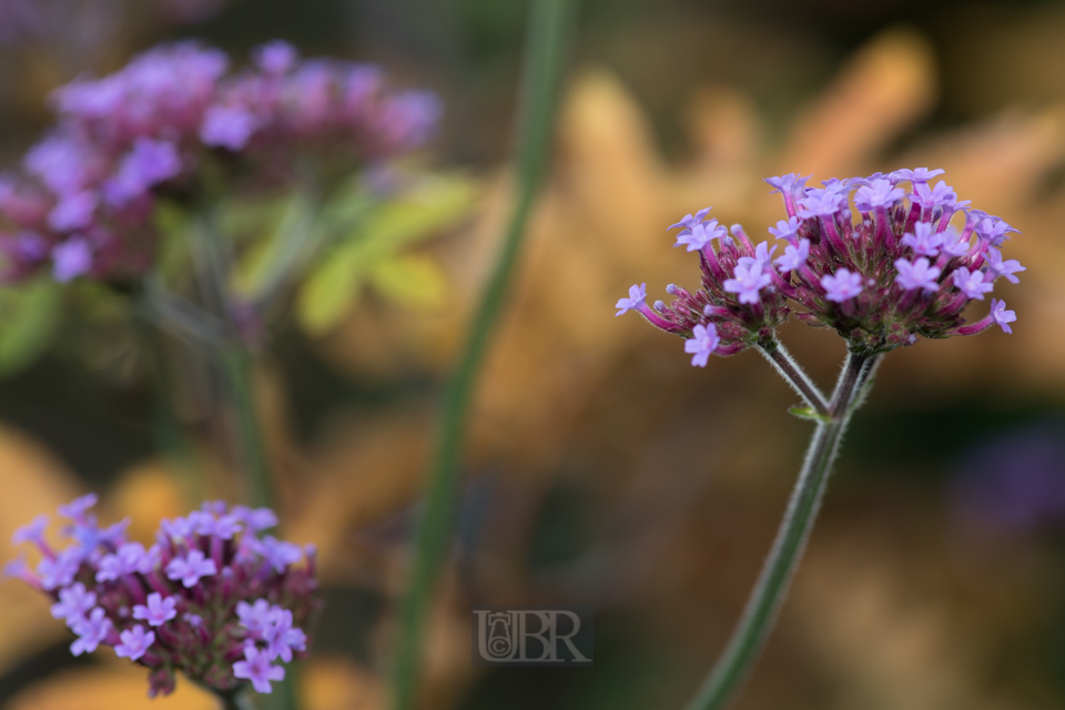 Argentinisches Eisenkraut - Verbena bonariensis