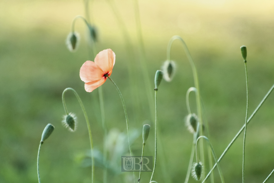 Klatschmohn - 2015