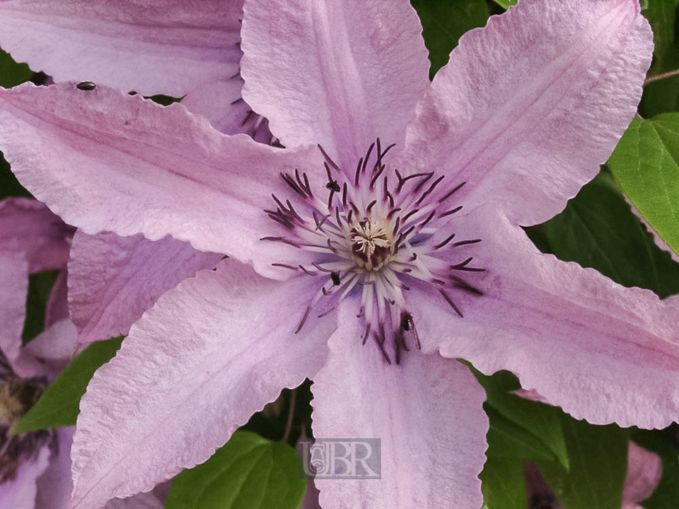 Clematis - 2003