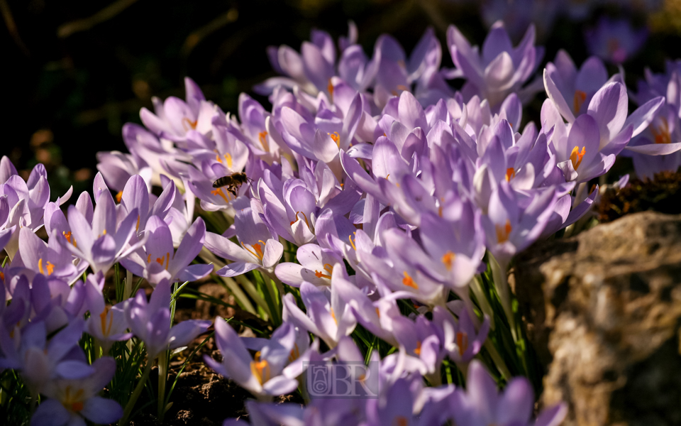 Krokusse über Krokusse - 2014