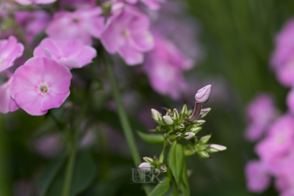 Hohe Flammenblume - Phlox paniculata