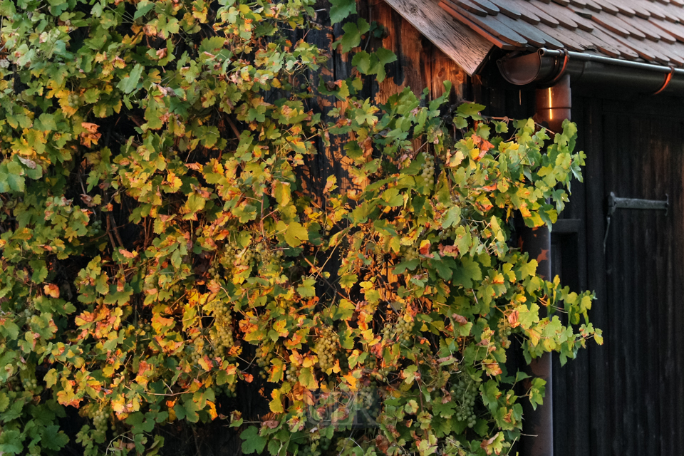 Der Wein am Schuppengiebel - 2015