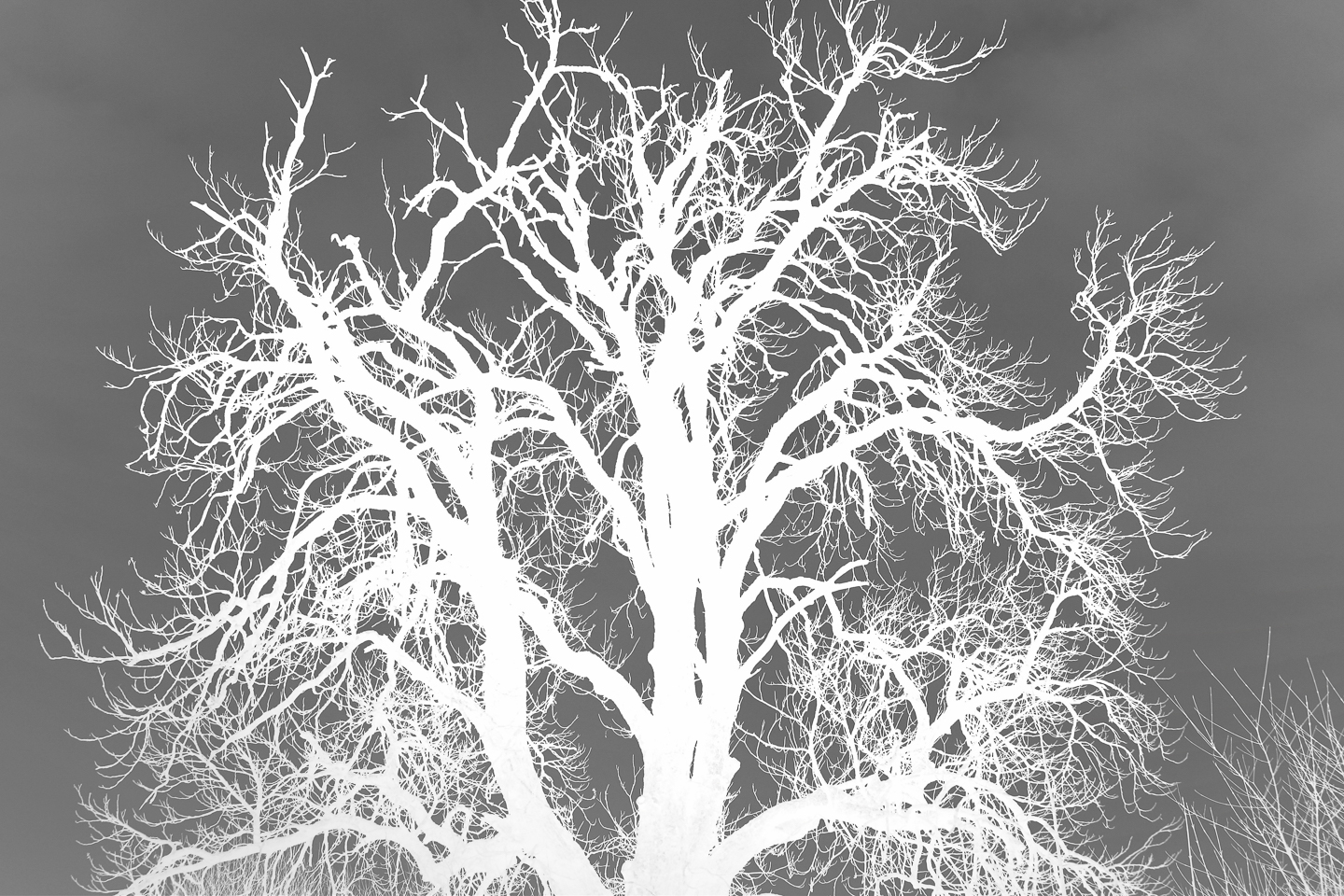 negativ_01_baum