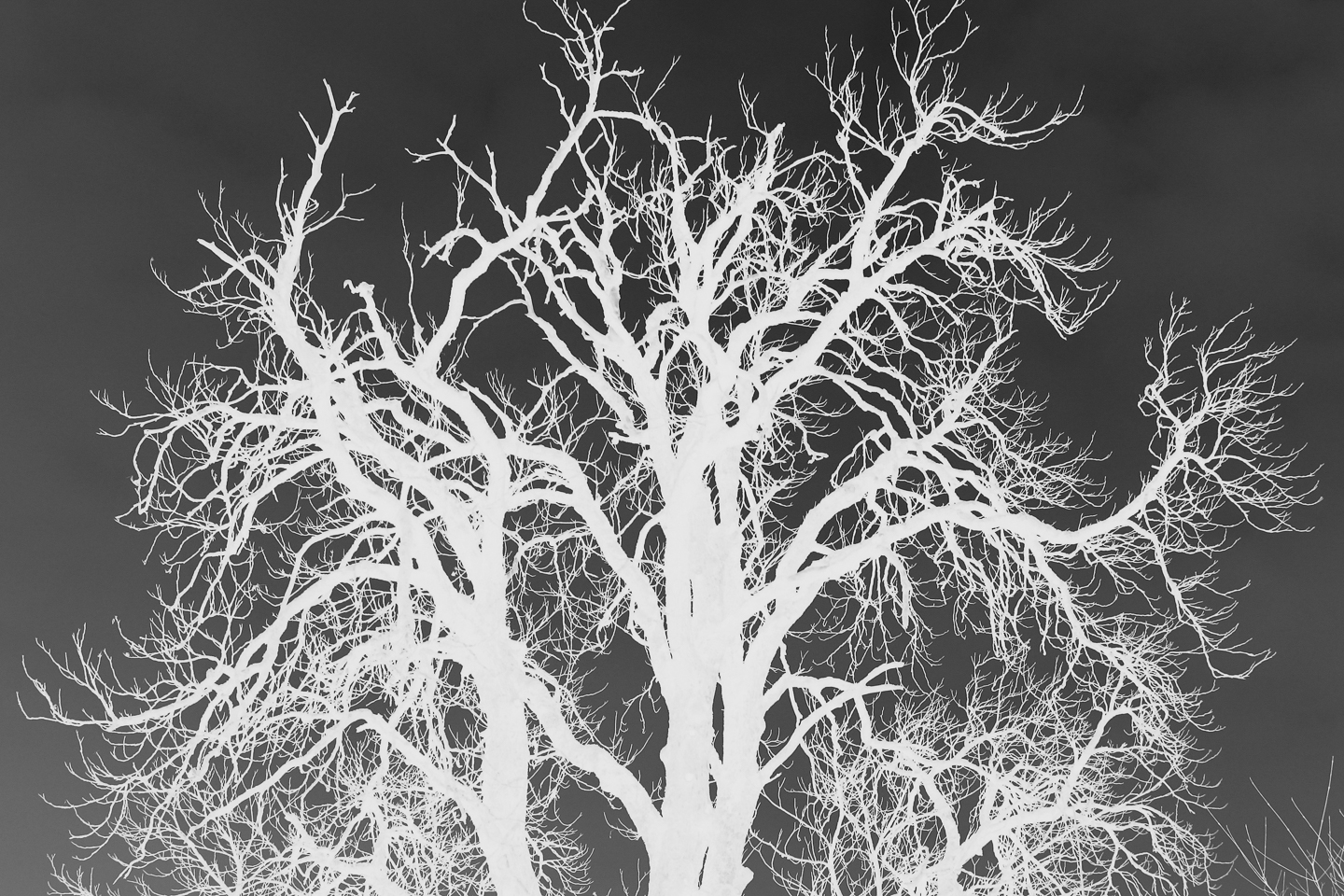 negativ_02_baum