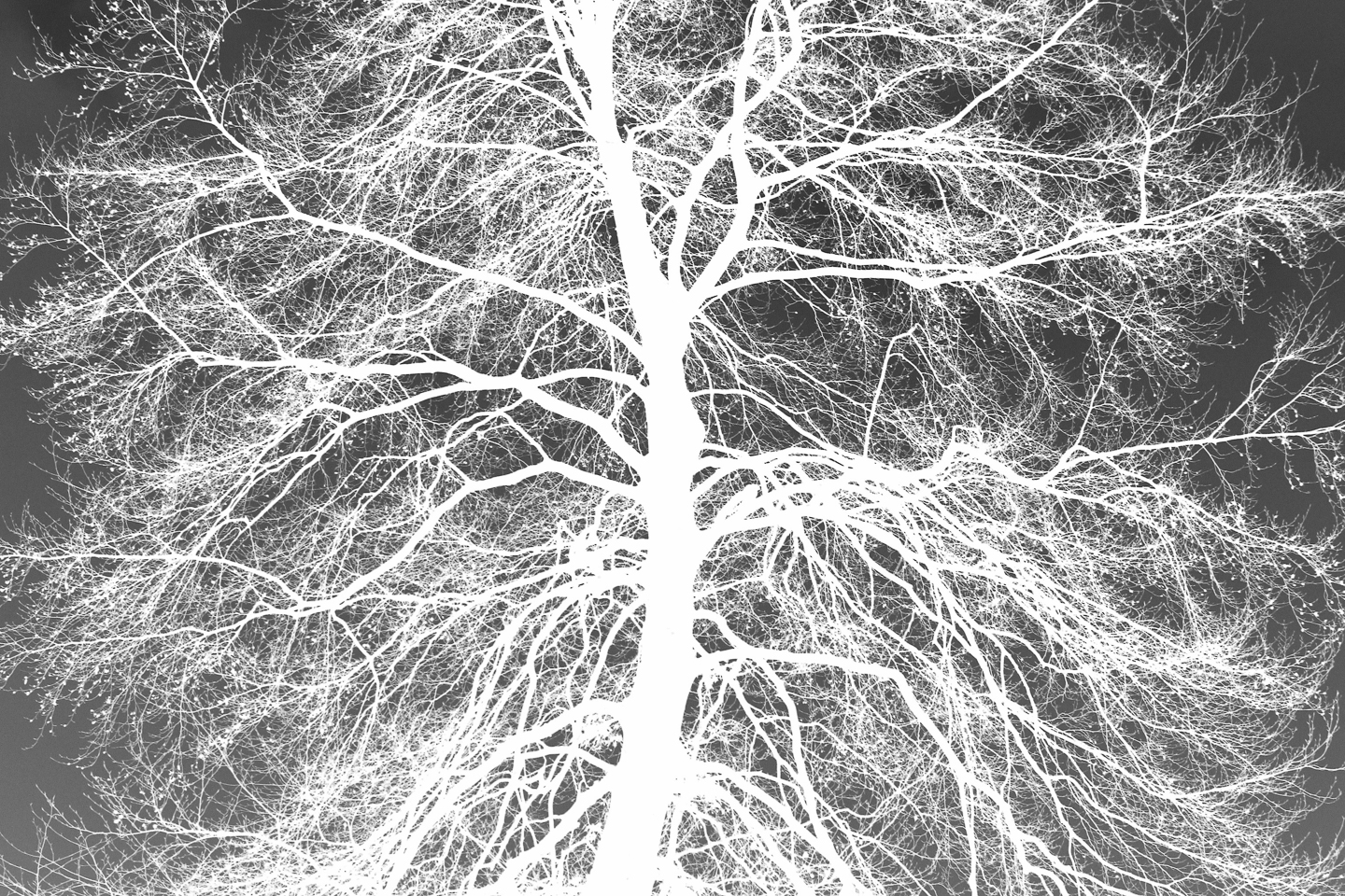 negativ_03_baum