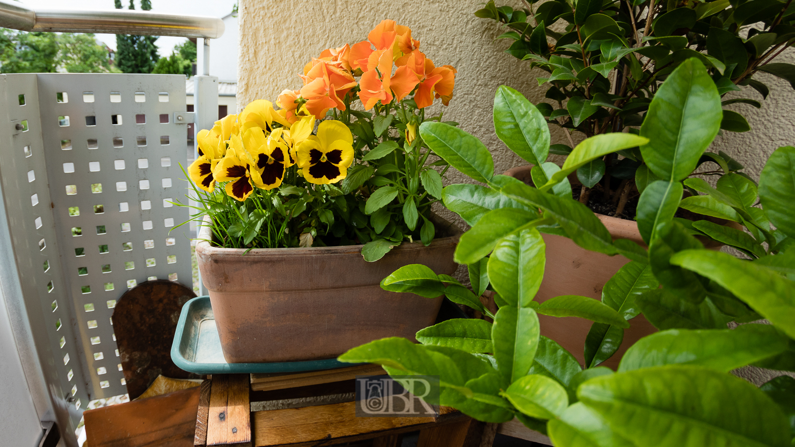 blumen_ulmenweg_fisheye_1