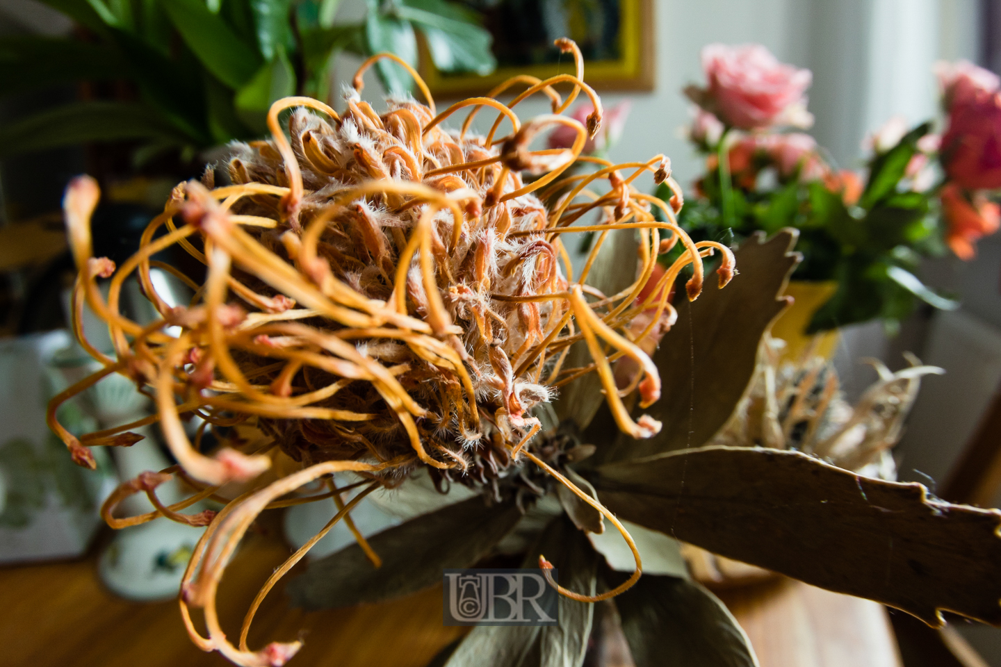 blumen_ulmenweg_fisheye_10