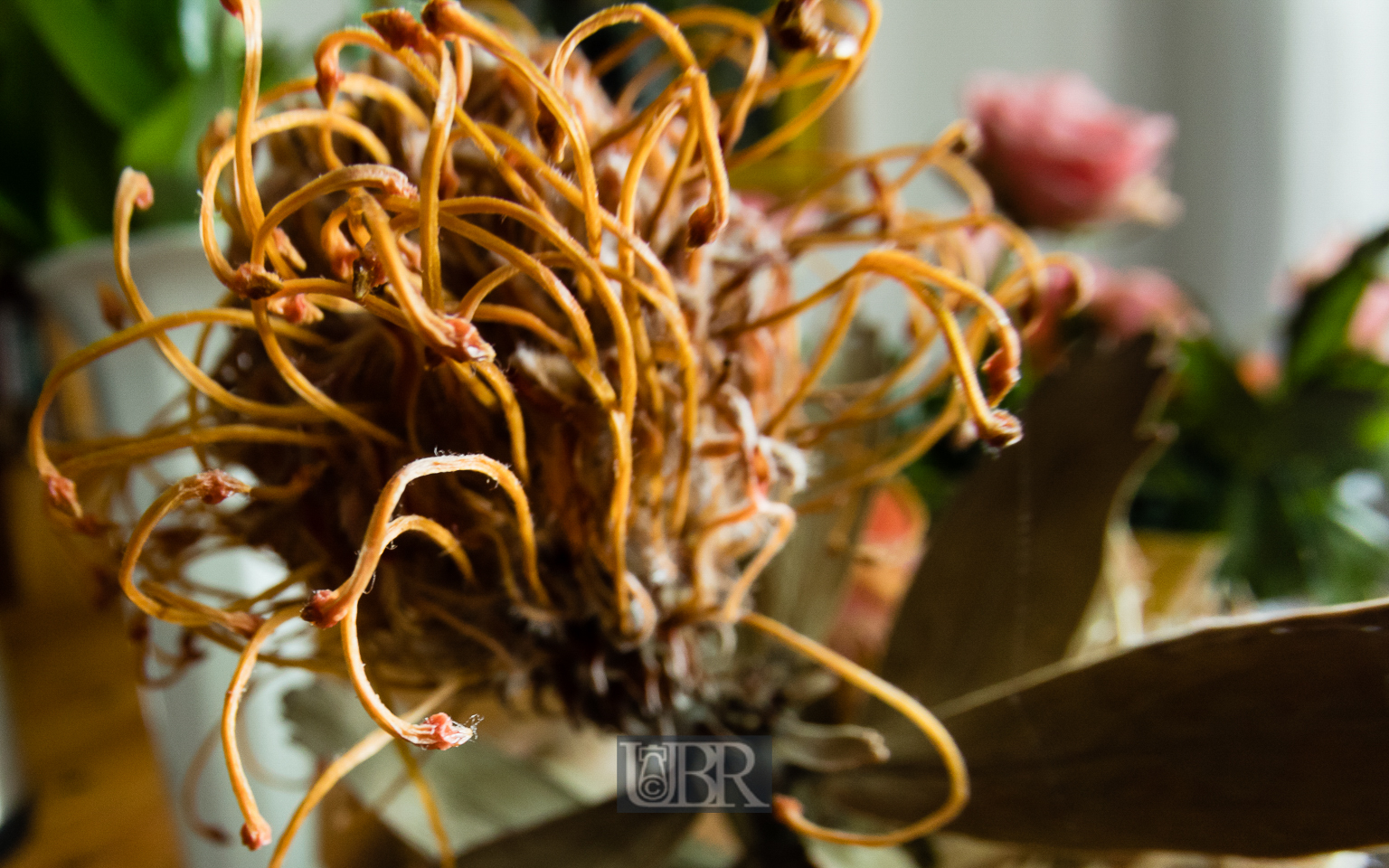 blumen_ulmenweg_fisheye_11
