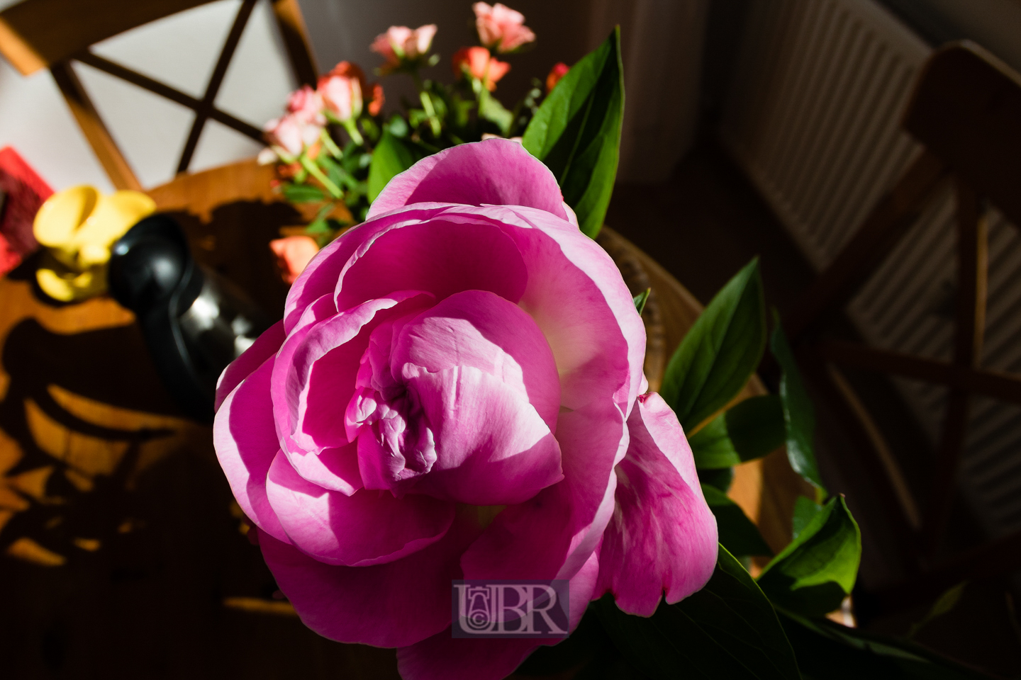 blumen_ulmenweg_fisheye_4