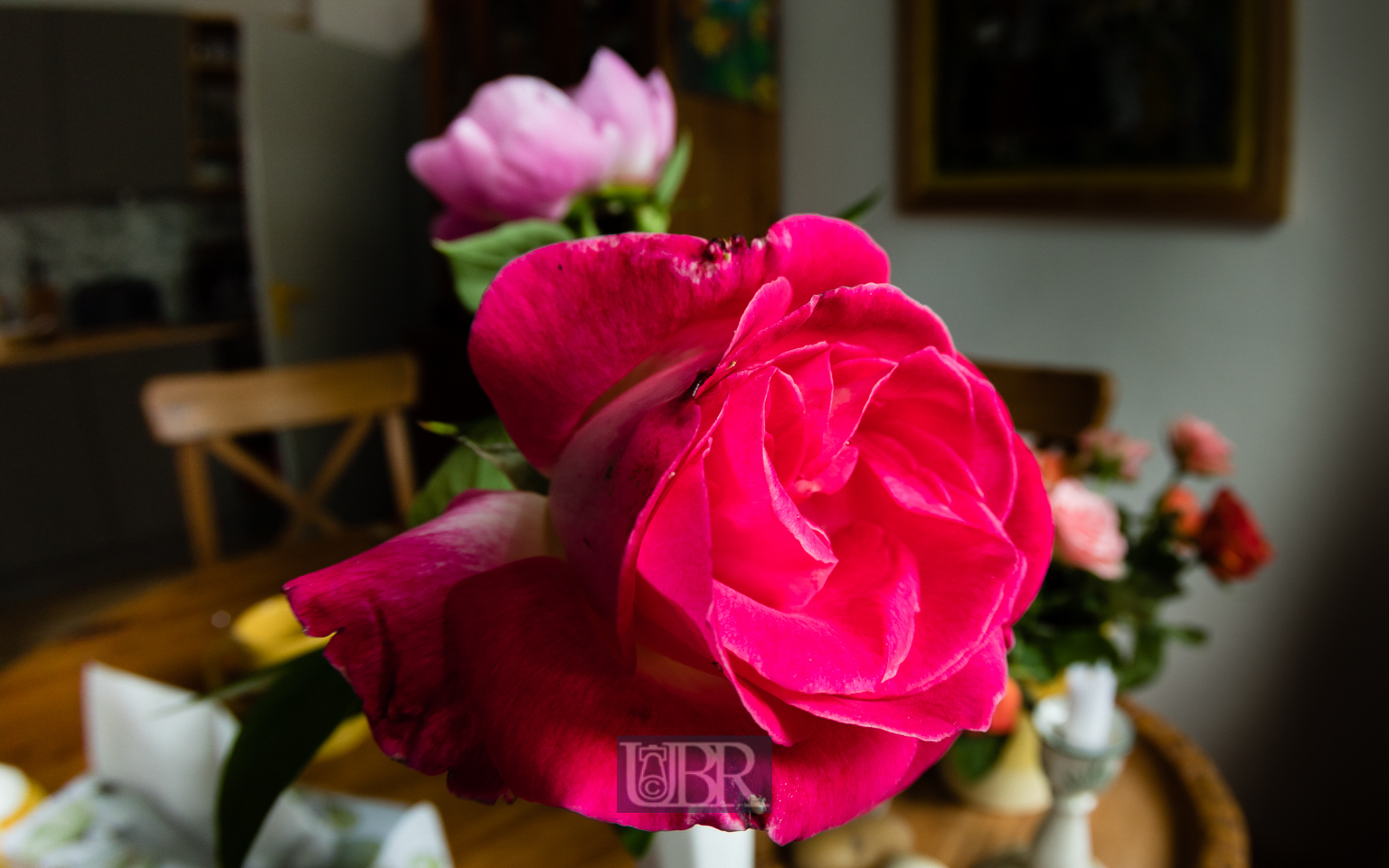 blumen_ulmenweg_fisheye_6