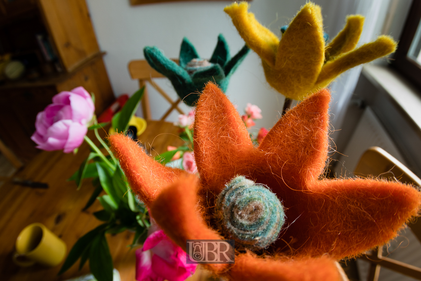 blumen_ulmenweg_fisheye_7