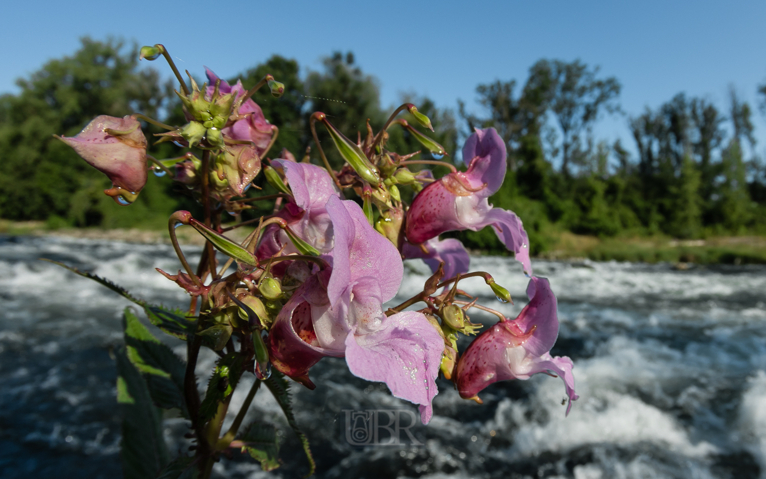 isar_2025_fisheye_8